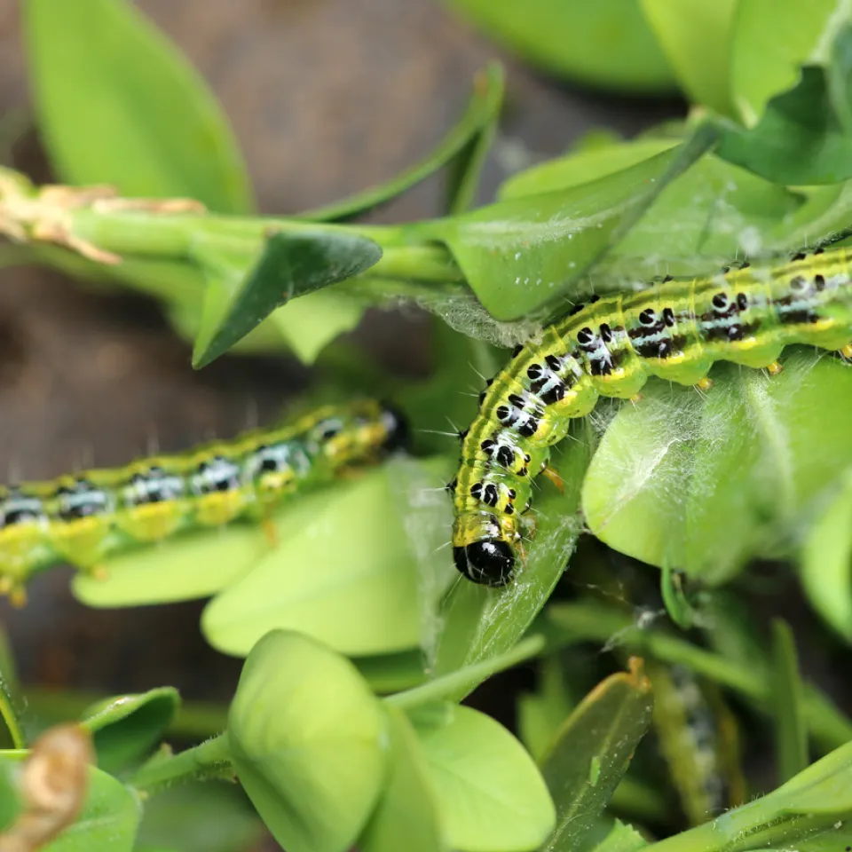 Pflanzenschutz in Haus und Garten