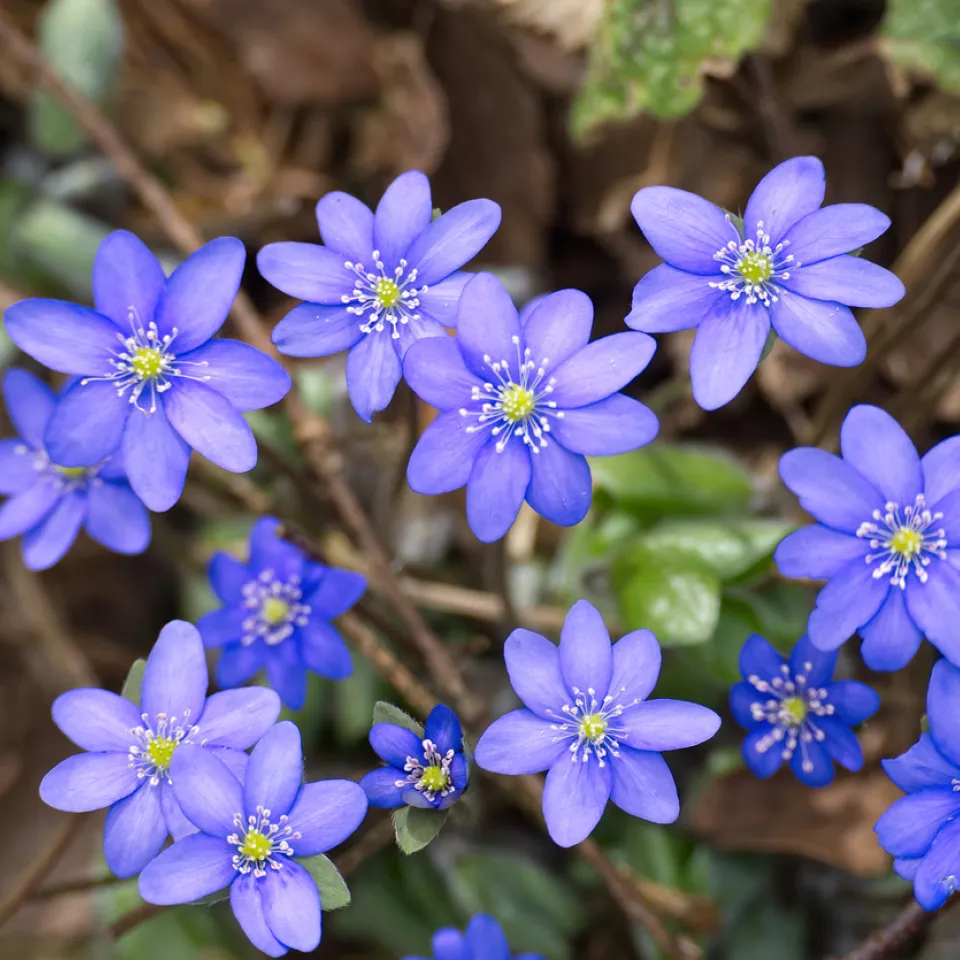 Leberblümchen pflanzen