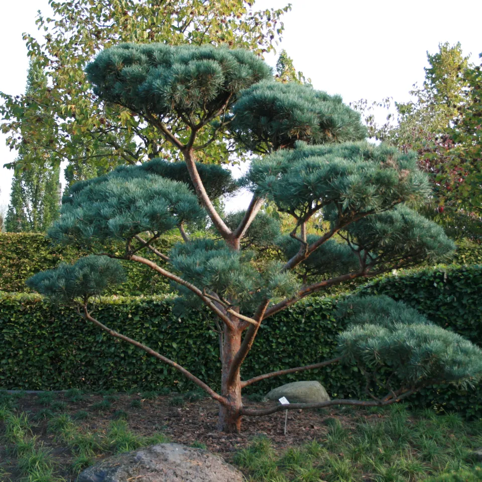 Bonsai-Kiefern richtig pflegen