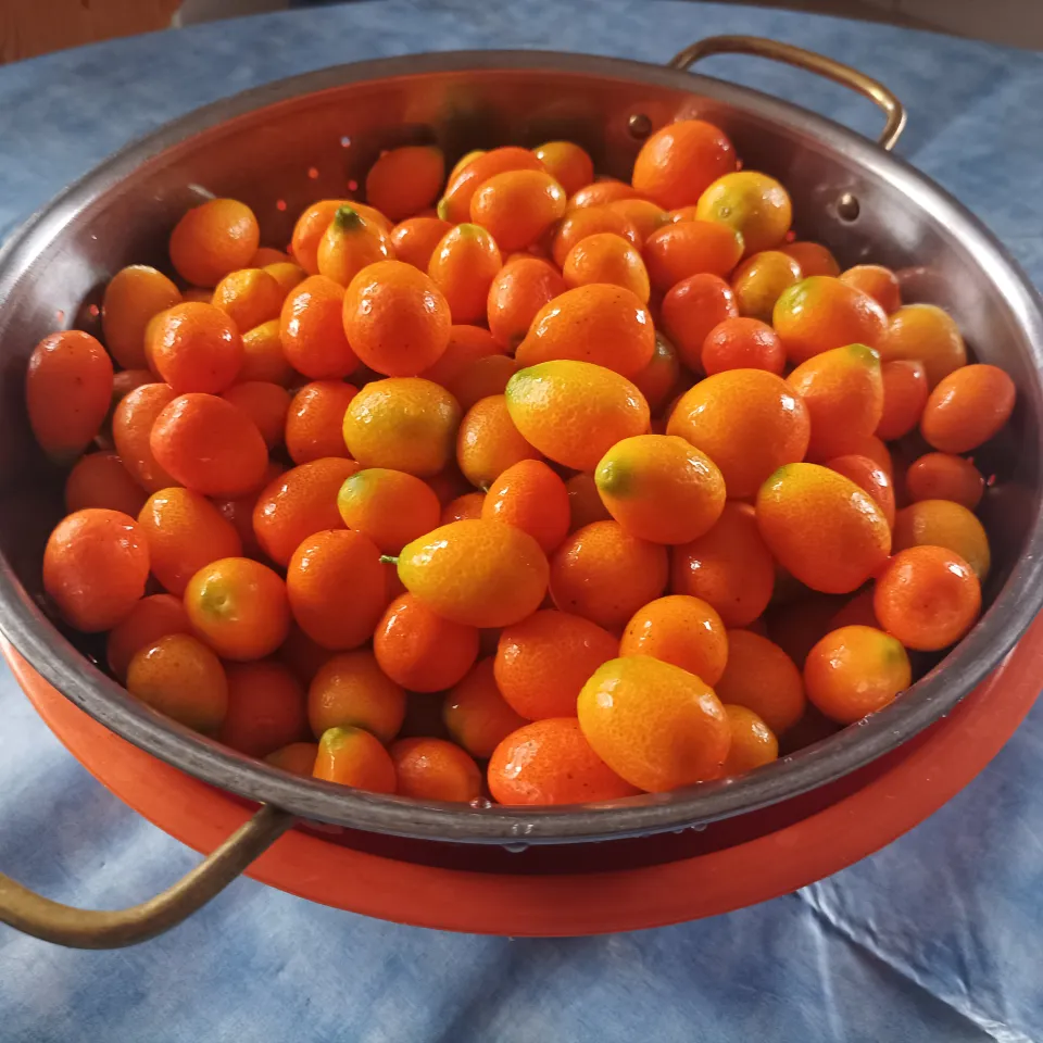 Kumquat-Früchte aus dem eigenen Garten