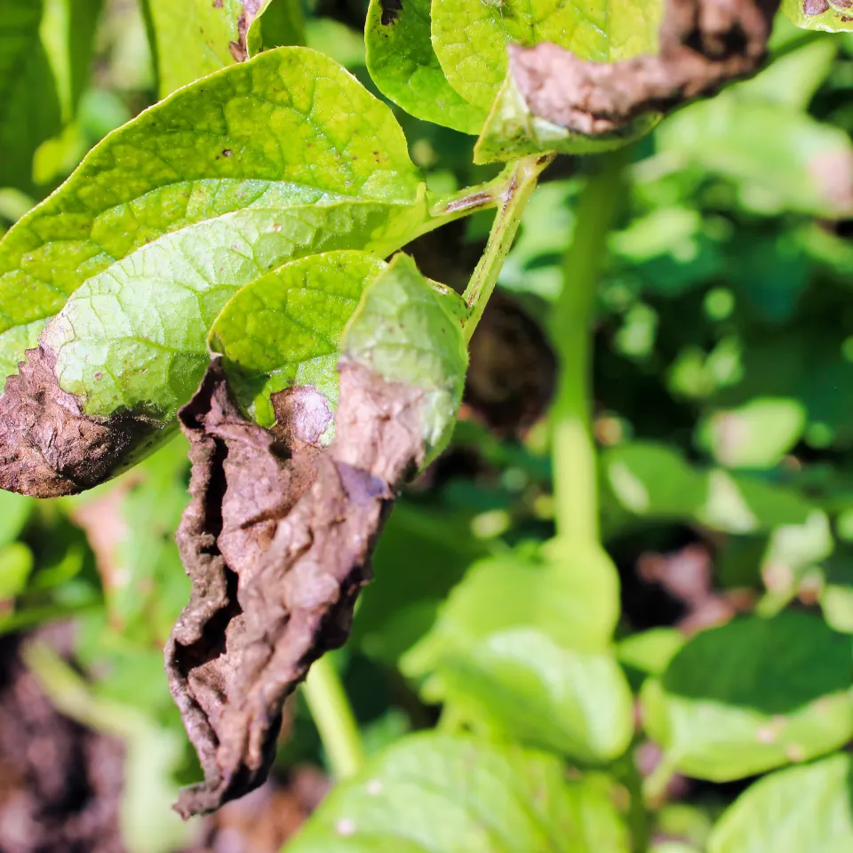 IVA: "Bei Fakten besser genauer hinschauen!"