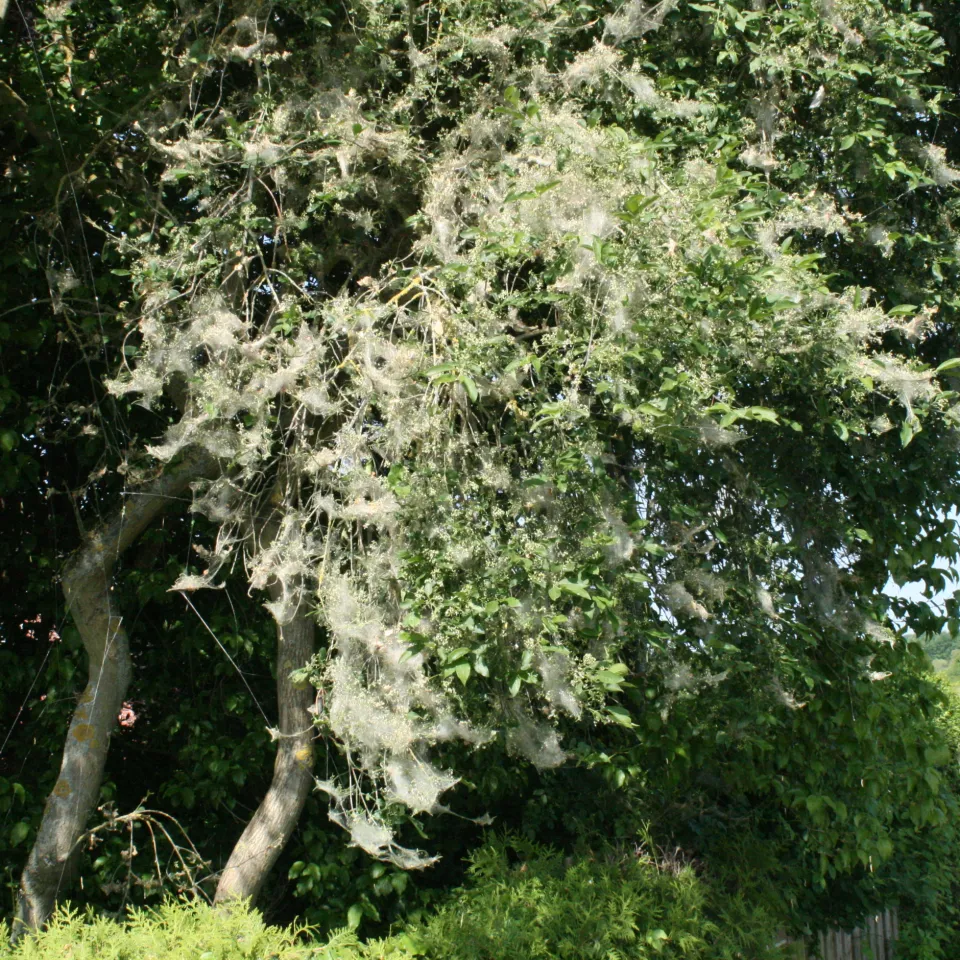 <p>Gespinstmotten bilden einen dichten Schleier über den befallenen Zweigen.</p>