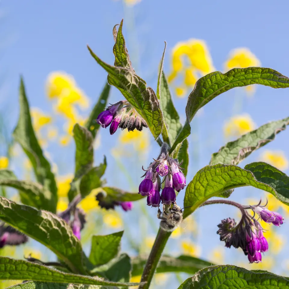 <p>Im Namen der Jury des <a href="https://www.nhv-theophrastus.de/pressemitteilung-echter-beinwell-ist-heilpflanze-des-jahres-2027">Naturheilvereins NHV Theophrastus</a> gab Konrad Jungnickel am 2. Juni 2026 auf dem Heilkräuter-Fachsymposium bekannt, dass der Echte Beinwell als „Heilpflanze des Jahres 2027“ gekürt wurde. Er sorgt unter anderem für Schmerzlinderung und rasche Wundheilung, schützt außerdem vor Entzündungen.</p>