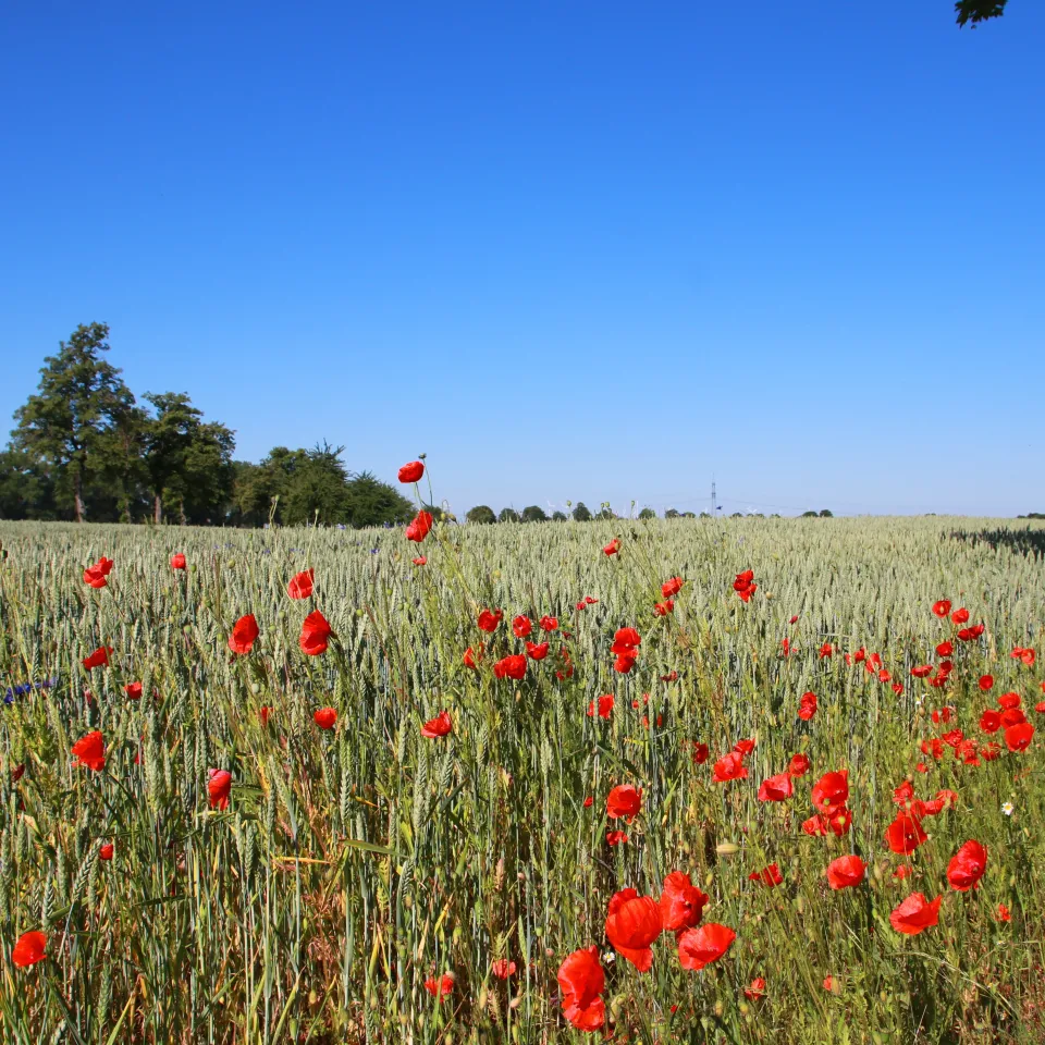 <p>Klatschmohn und Kornblume gehörten zu den häufiger genannten Arten, weitere Wildkräuter wurden jedoch deutlich seltener genannt.&nbsp;</p>