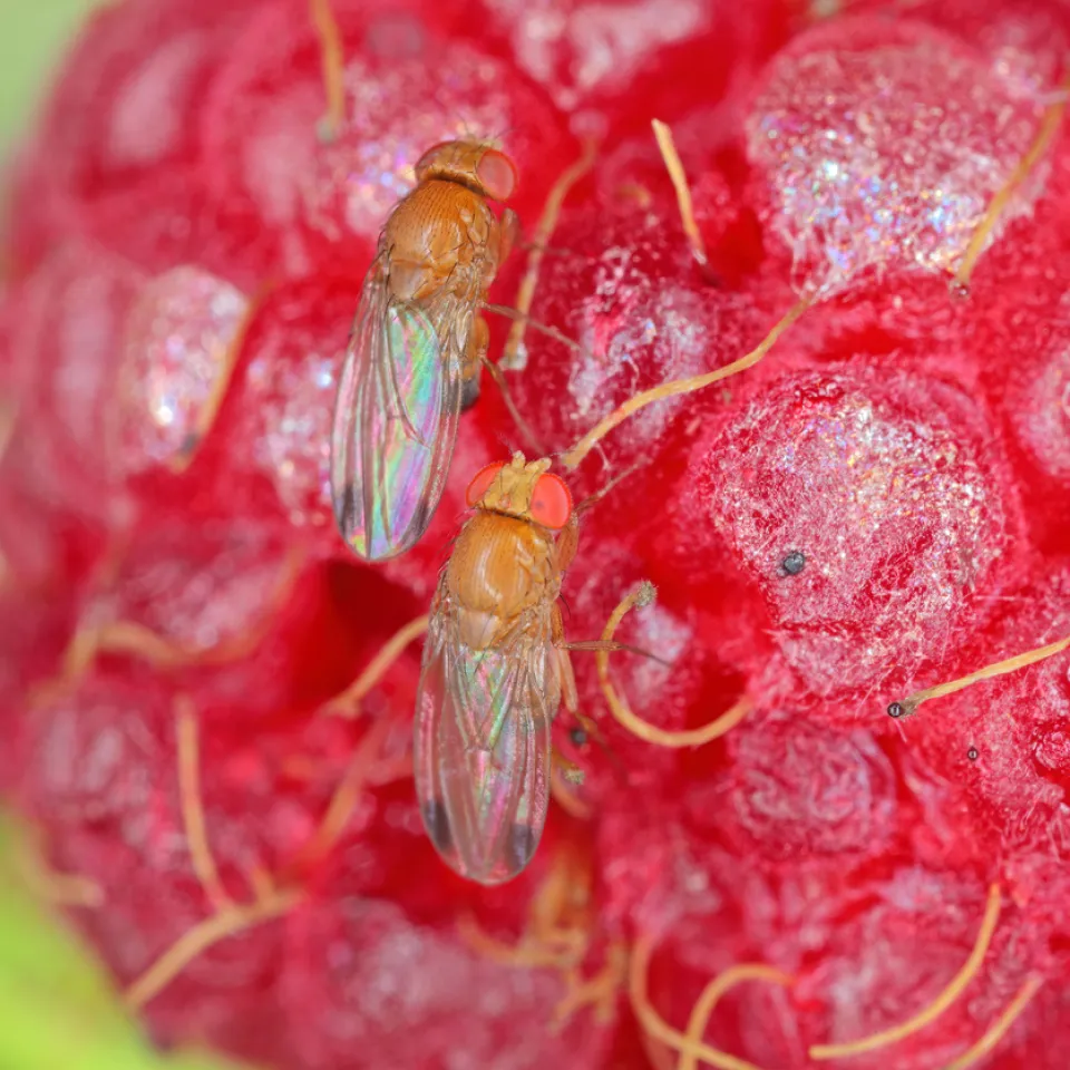<p>Kirschessigfliegen befallen fast alle Beeren und weichschaliges Obst.</p>