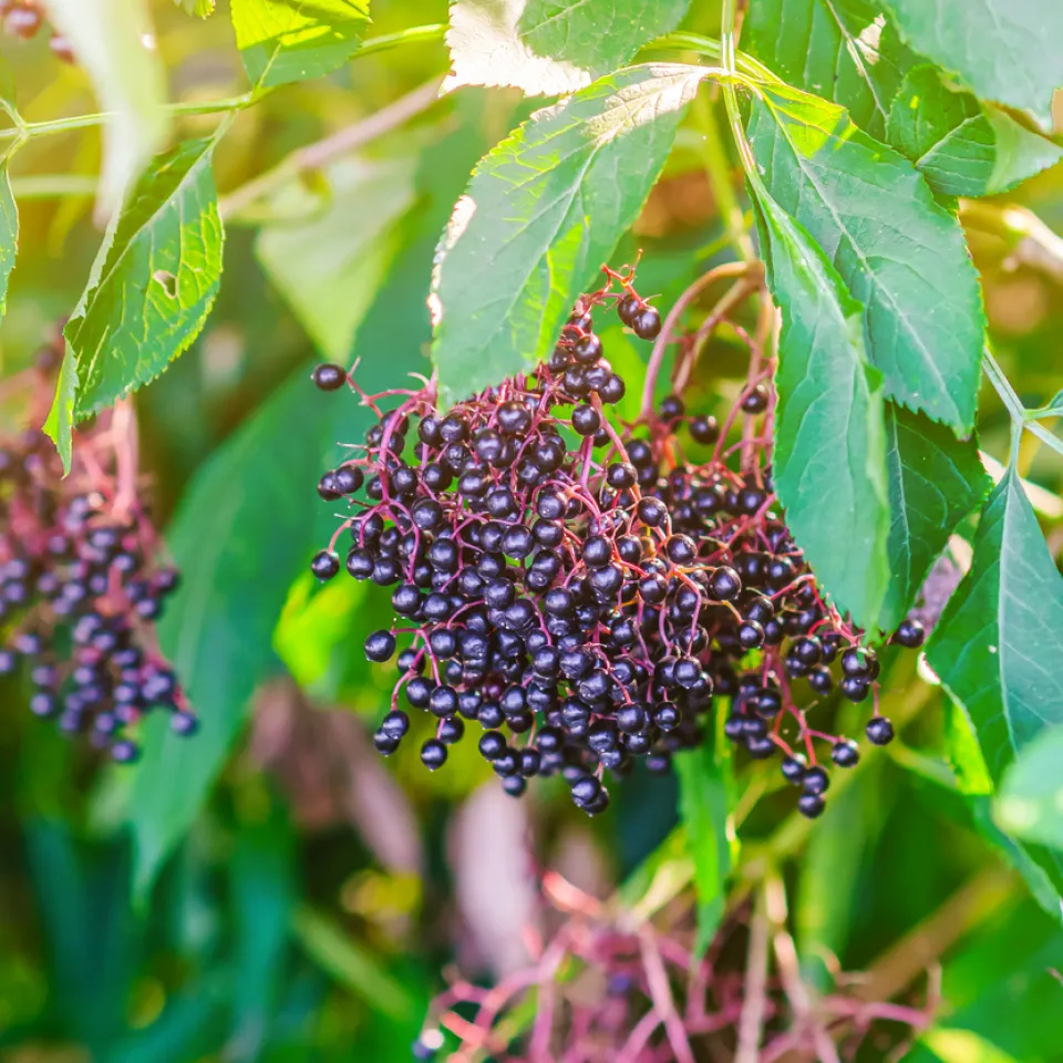 <p>Im Spätsommer ist Erntezeit für Holunderbeeren.</p>
