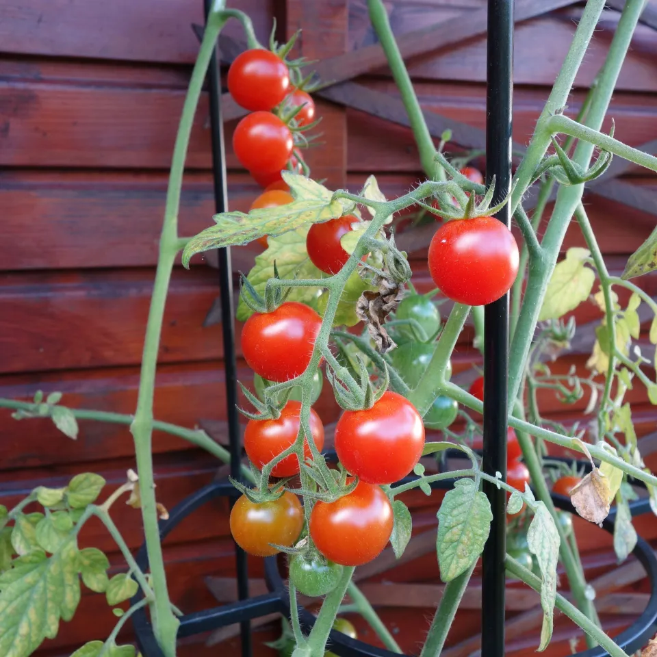 <p>Für das Vertikal Farming müssen nicht nur Tomaten, sondern auch die Tomatenpflanze klein und kompakt sein.&nbsp;</p>