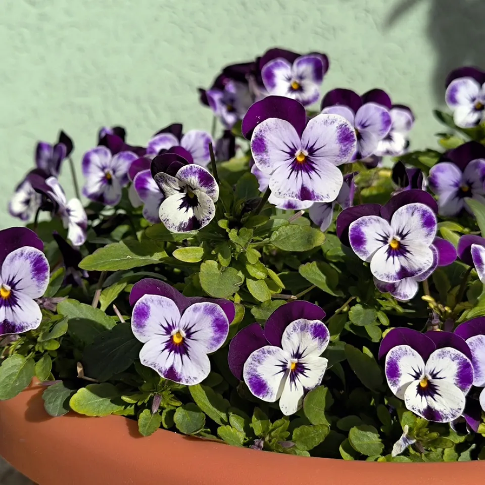 <p>Stiefmütterchen bringen Farbe in den Herbst und ins Frühjahr.</p>