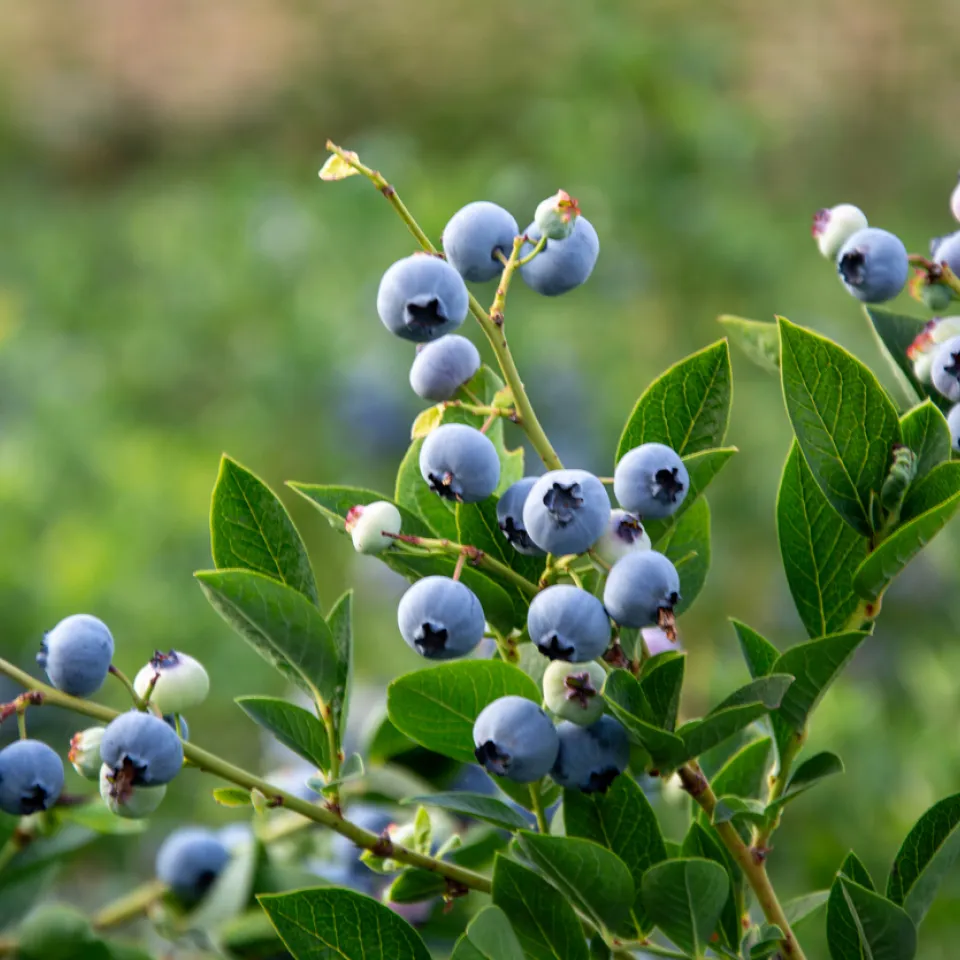 <p>Wer gerne Blaubeeren isst, pflanzt sie am besten im Garten.</p>