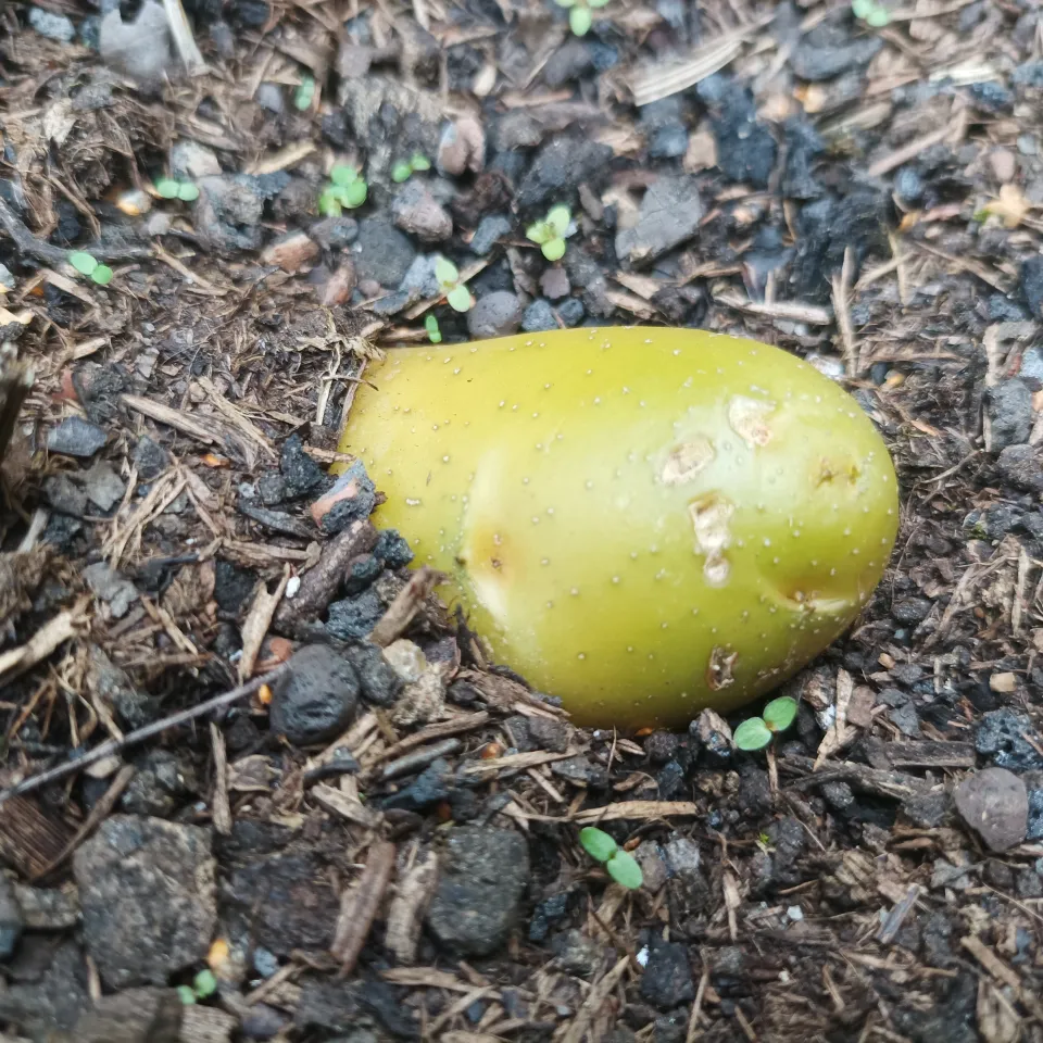 Grüne Tomaten genießen, grüne Kartoffeln besser nicht!