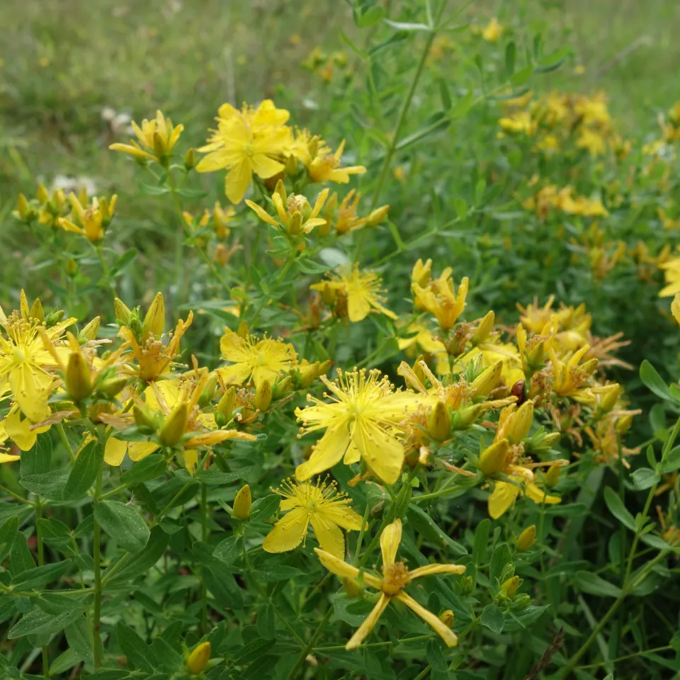 <p>Johanniskraut ist als mildes pflanzliches Antidepressivum bekannt. Es hilft bei nervösen Verstimmungen, Angststörungen und Schlafstörungen.</p>