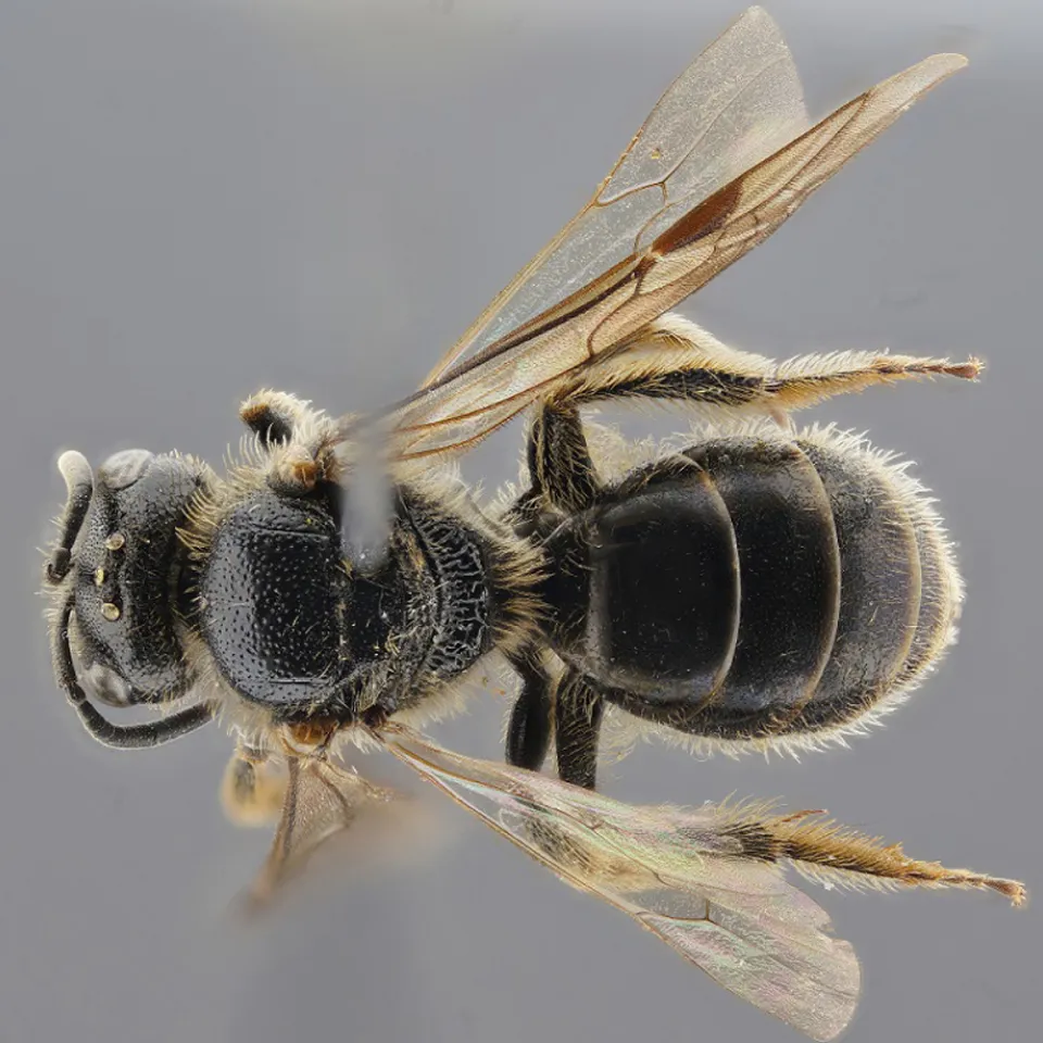 <p>Die Runzelwangige Schmalbiene <em>(Lasioglossum puncticolle)</em> ist eine von drei Wildbienenarten, die neu in Niedersachsen vorkommen und für die das JKI den Erstnachweis erbracht hat.</p>