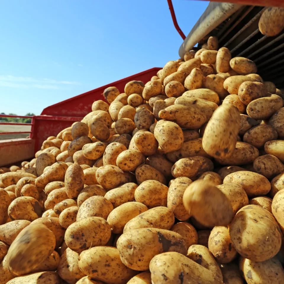 <p>Gute Kartoffelerträge gab es nur in Regionen mit ausreichendem Niederschlag oder auf Feldern mit Beregnungsmöglichkeit.</p>