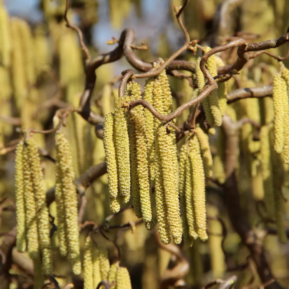 <p>Die Haselnussblüte zeigt in der Phänologie den Vorfrühling an.</p>