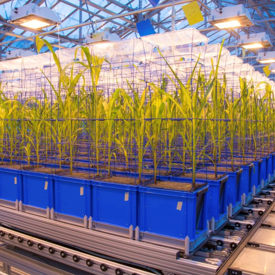 Hilfe gegen Umweltstress