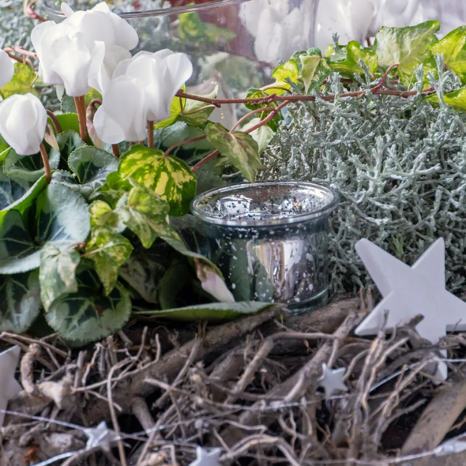 Blütenzauber für die Adventszeit