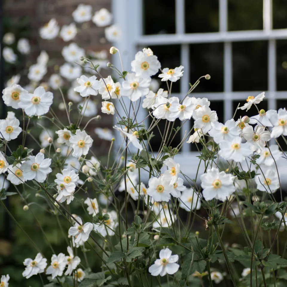Herbst-Anemonen – filigrane Blüten im Herbst