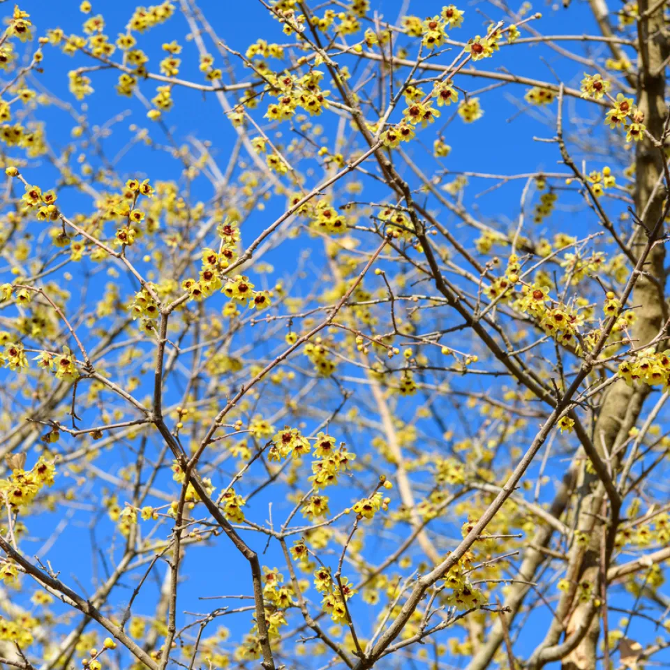 Die Chinesische Winterblüte