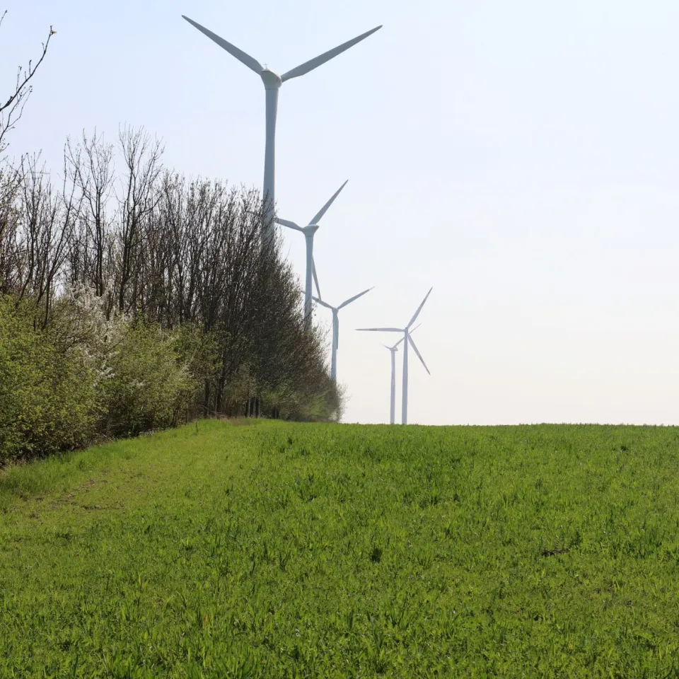 Hecken – unterschätzte Klimaschützer