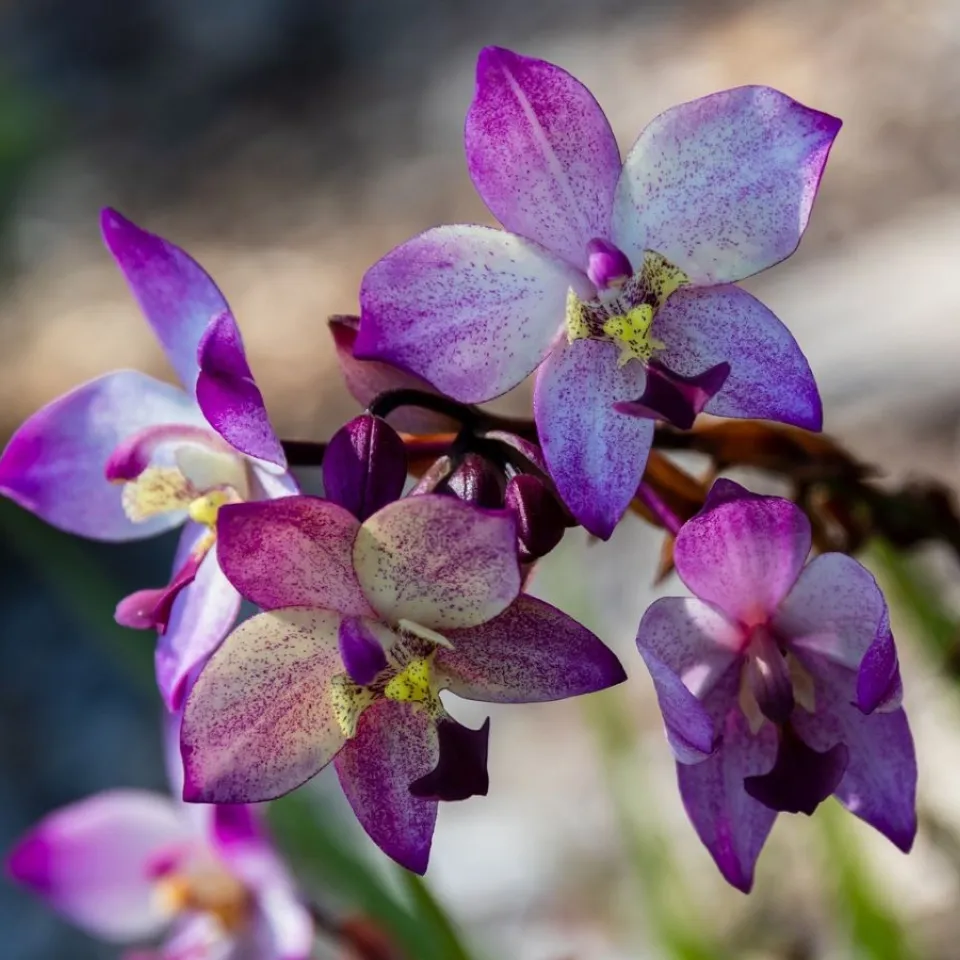 Im Vergleich: Feinwurzeln bei Sonnenblumen und Kiefern