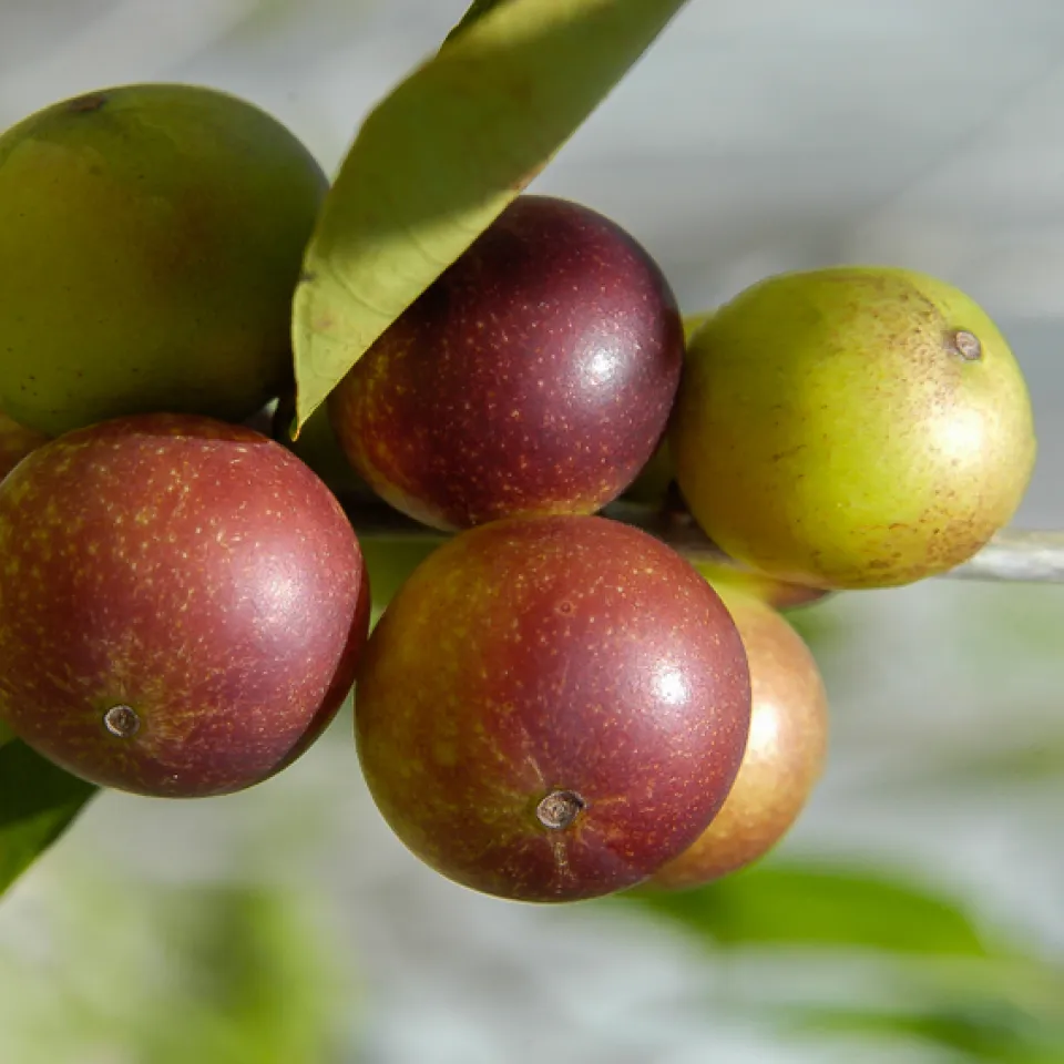Superfood Camu Camu