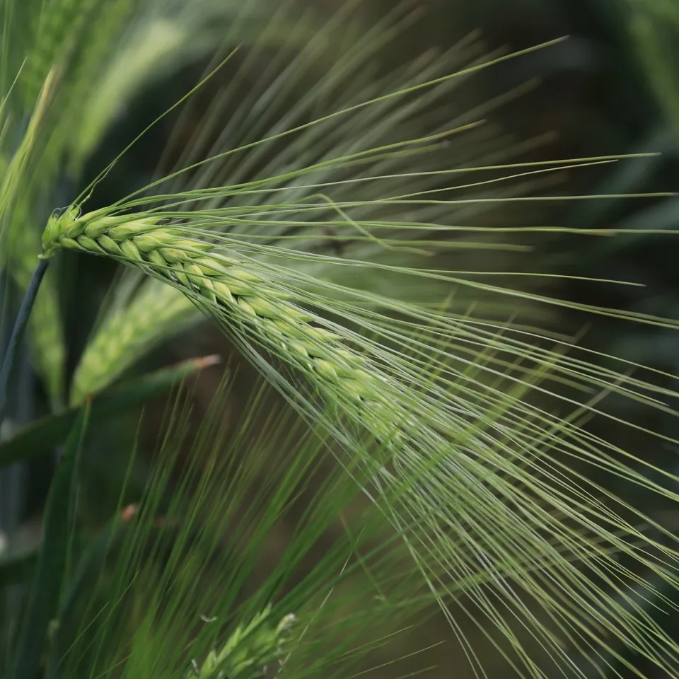 Genveränderung in Gerste begünstigt tiefes Wurzelwachstum