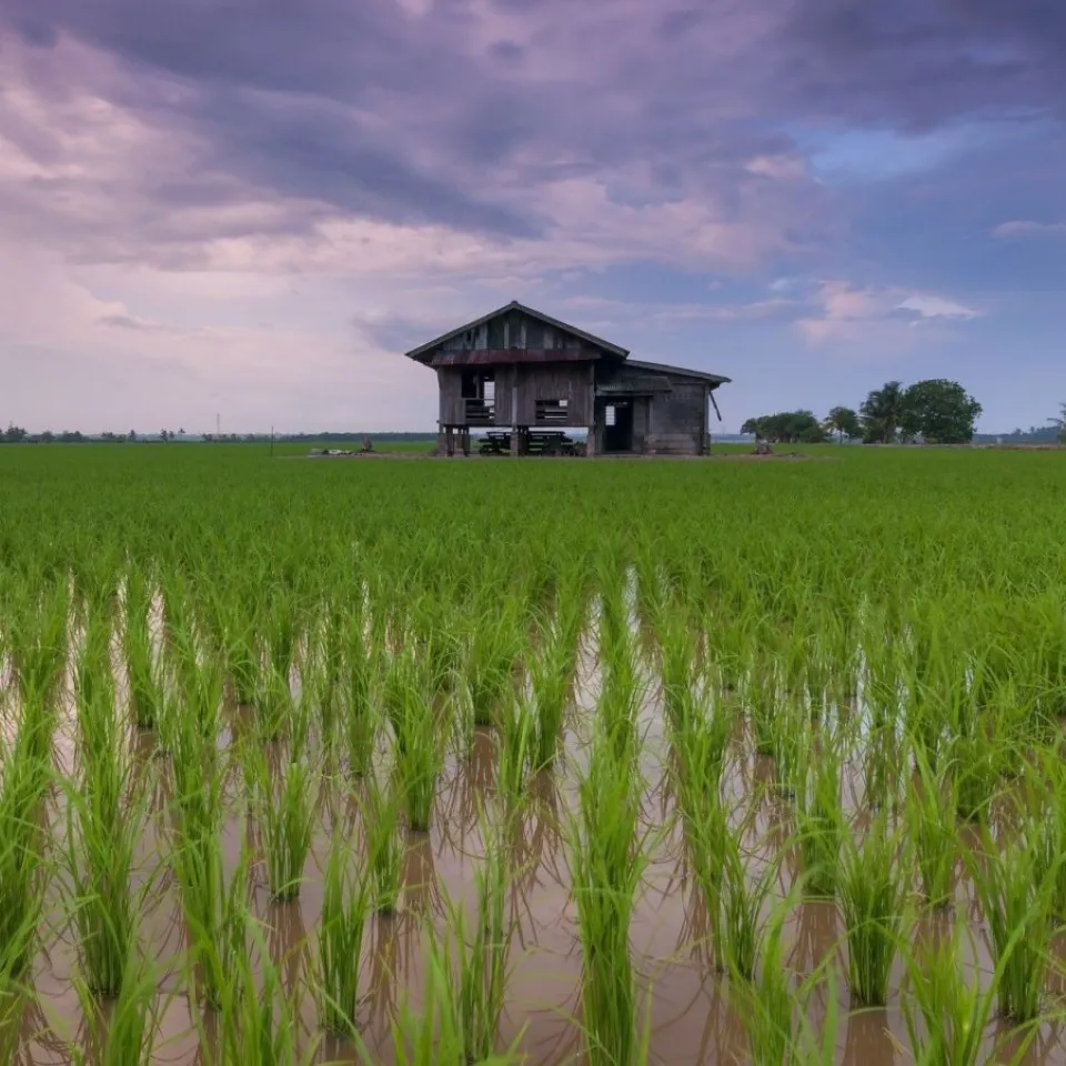 Kulturreis reagiert träger auf Lichtwechsel