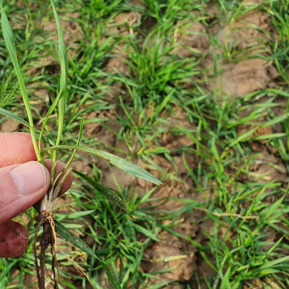 Winter- und Sommerweizen: Was ist der Unterschied?