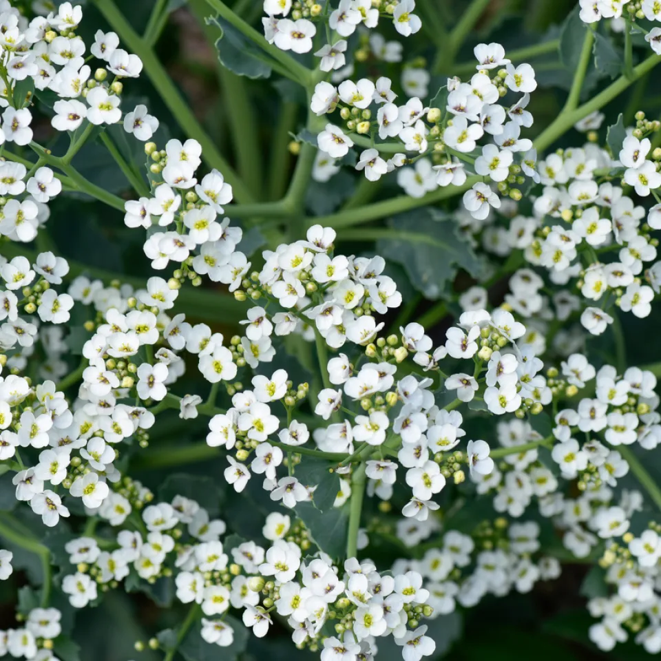 Meerkohl – hübsche Blüten, schmackhafte Sprossen