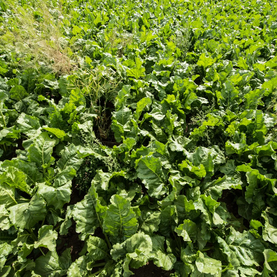 "Schau ins Feld!" 2022 – Wie passen moderne Landwirtschaft und Artenvielfalt zusammen?