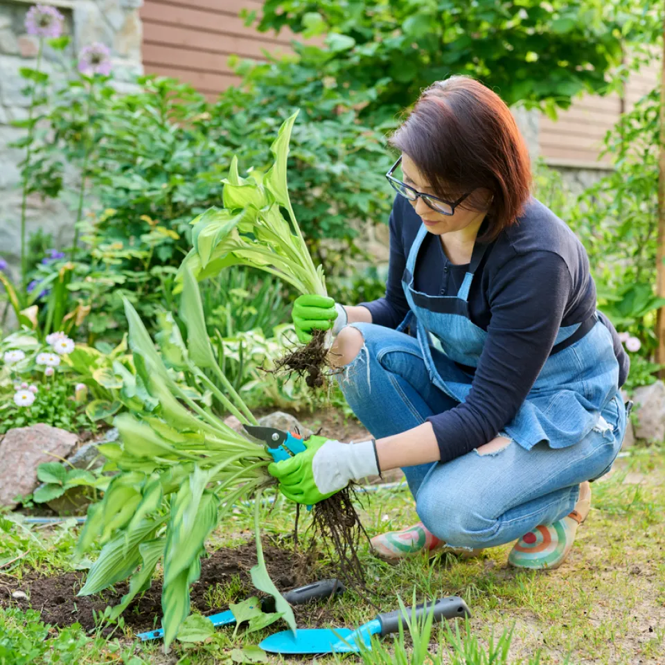 Stauden im Frühling teilen
