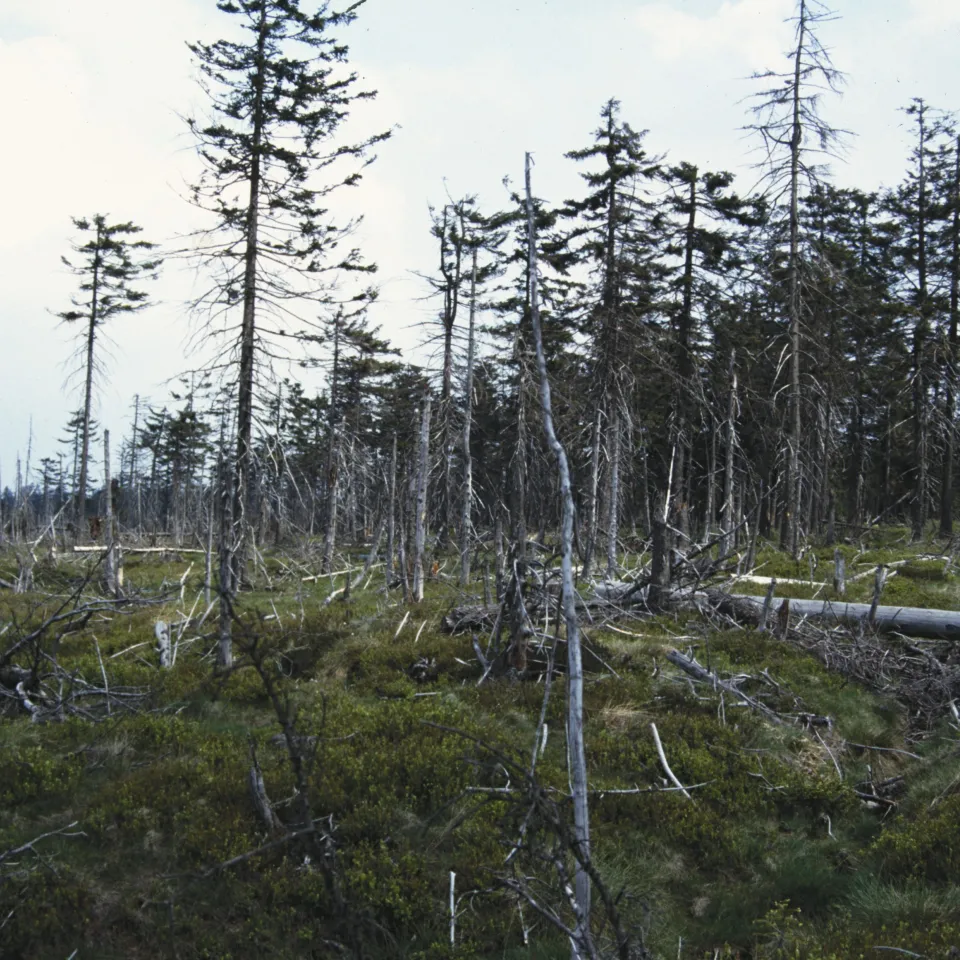 Aufforstung per Drohne