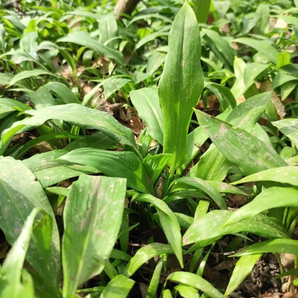 Bärlauch – das Gewürz aus dem Wald