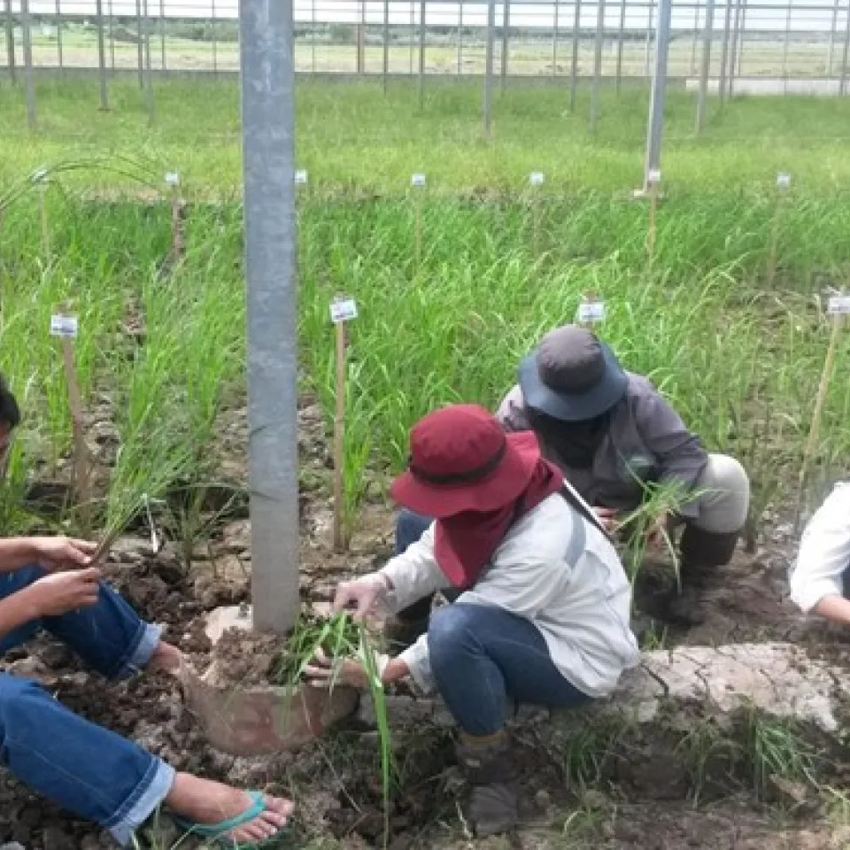 Die Suche nach genügsamem Reis