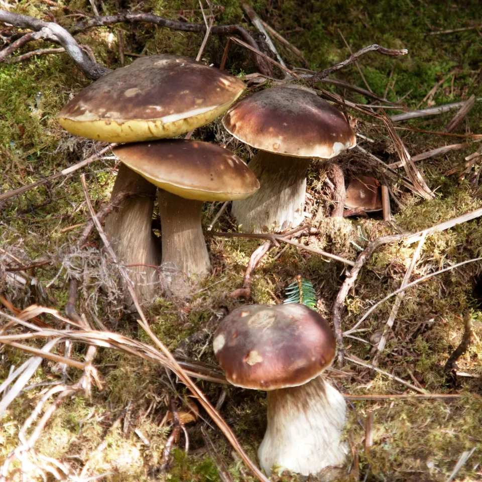 Pilze mit Superkräften