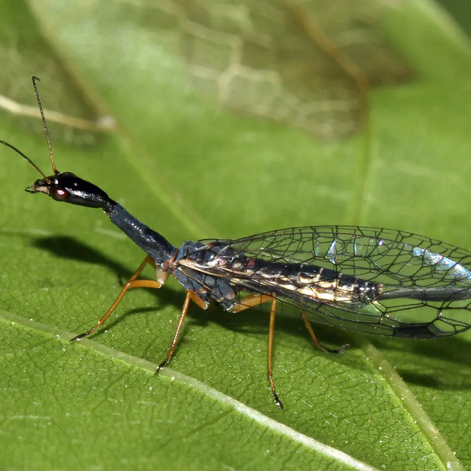 Die Schwarzhalsige Kamelhalsfliege ist Insekt des Jahres 2022