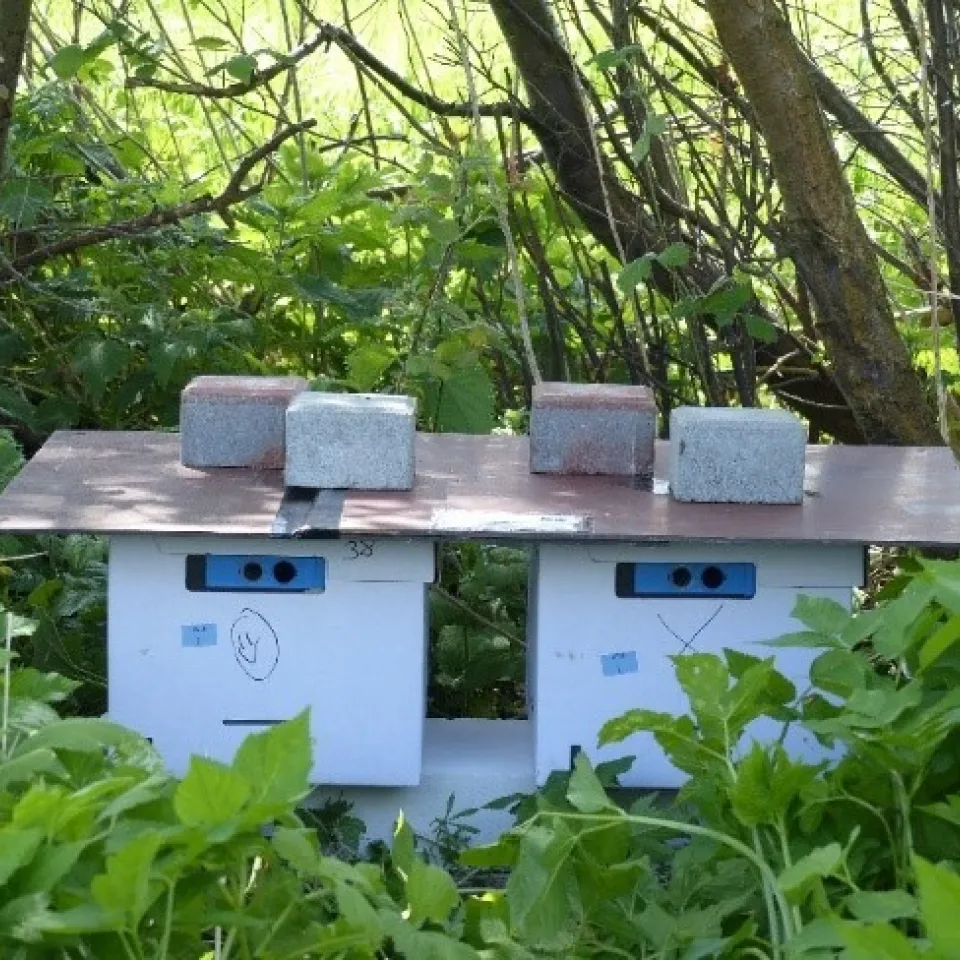 Hummeln als Bestäuber in Agrarlandschaften