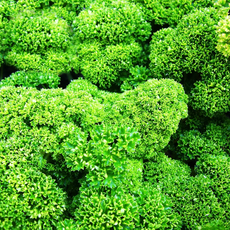 Petersilie: auf Platz 1 der deutschen Kräuterhitliste