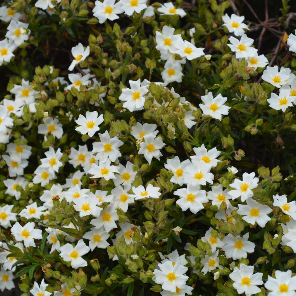 Mediterranes Flair mit Zistrosen