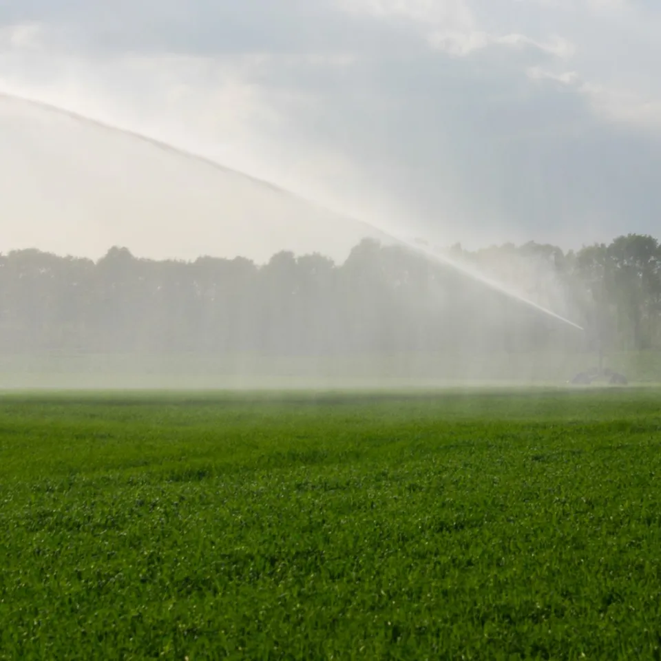 Salz – der Feind im Boden