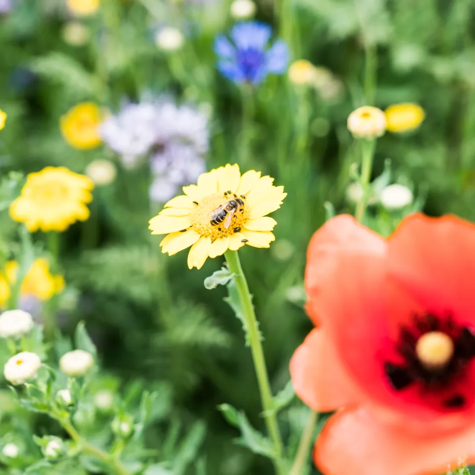 Wagner: „Biodiversität durch ganzheitliche Beratung fördern“