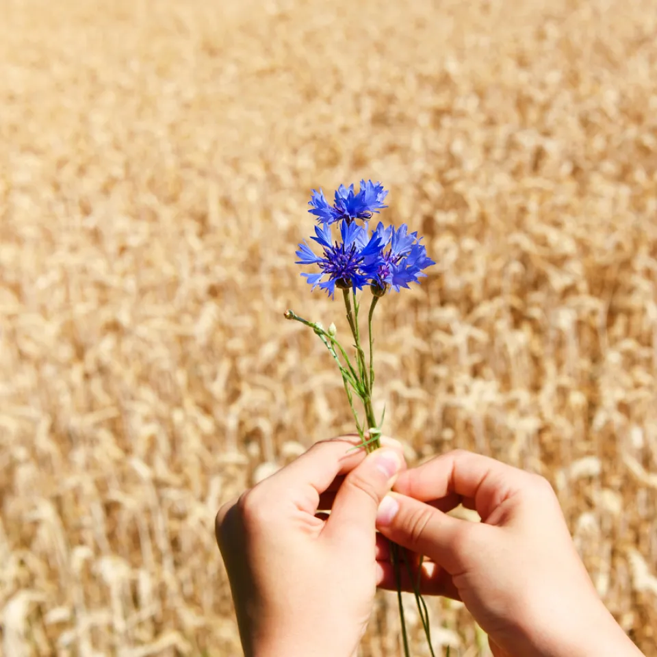 Kornblumen für den naturnahen Garten