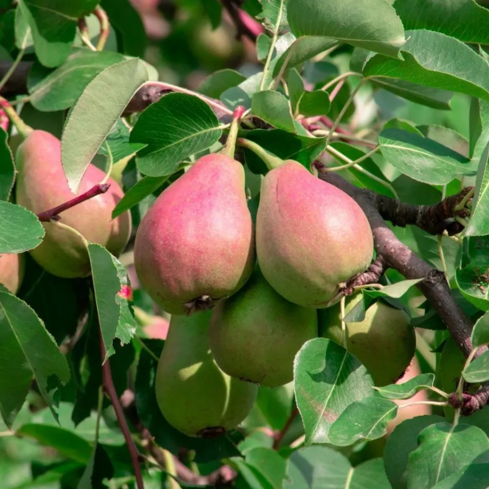 Damit es nicht mehr „brennt“ im Birnenbaum