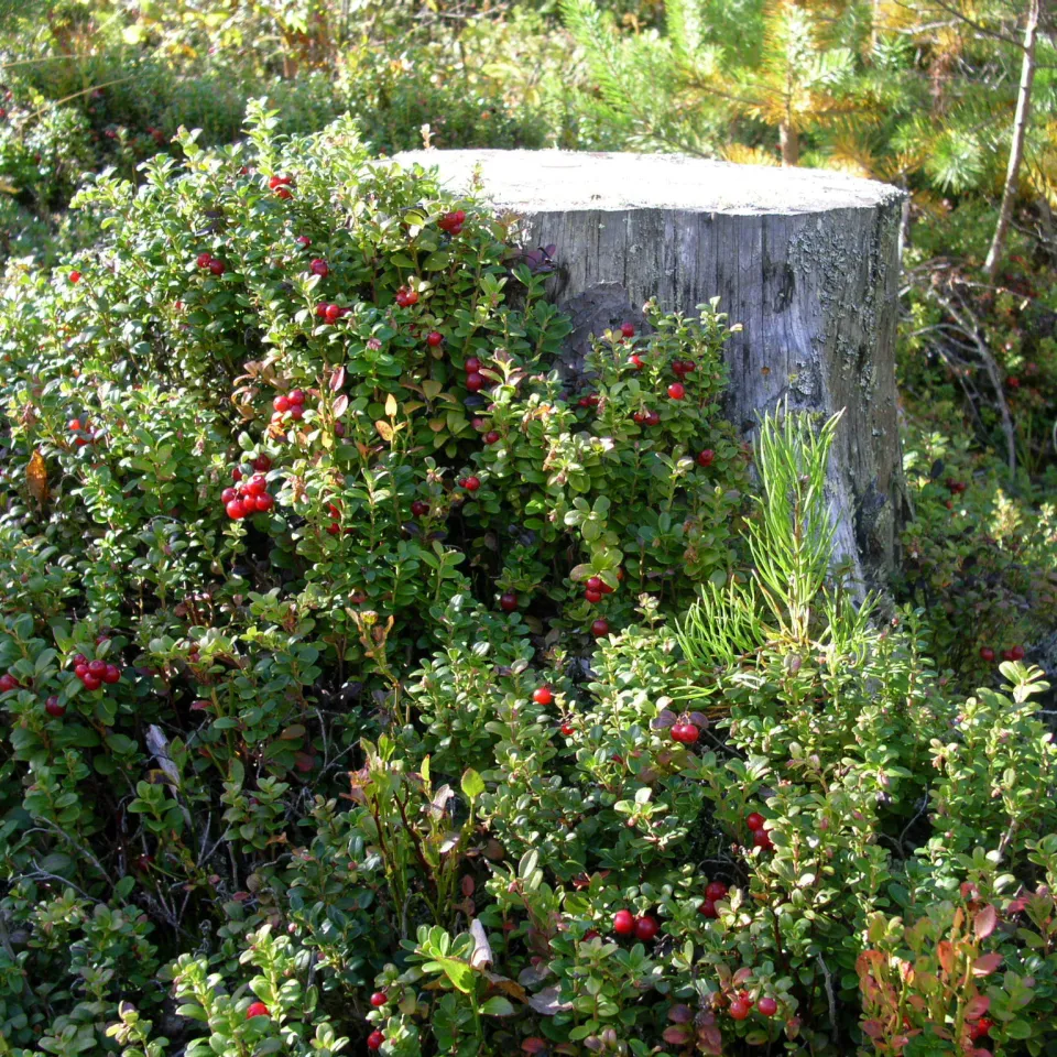 Preiselbeere: ein herbes Geschmackserlebnis