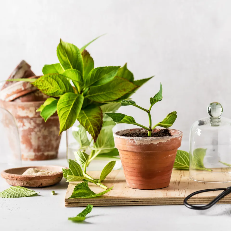 Lieblingspflanzen mit Stecklingen vermehren