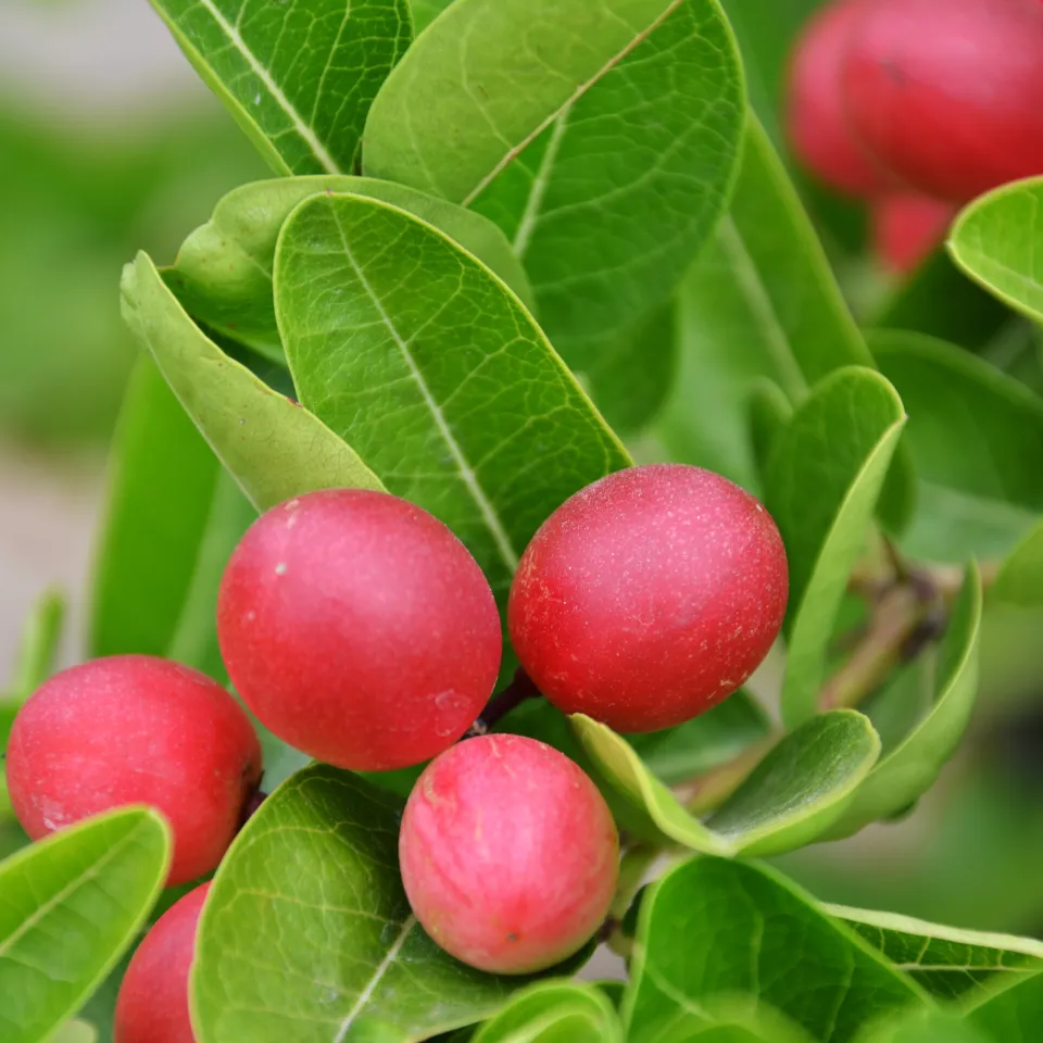 Mit Wunderbeeren wird Saures süß