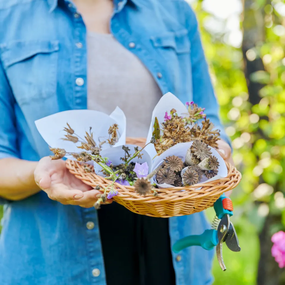 Blumensamen ernten und lagern