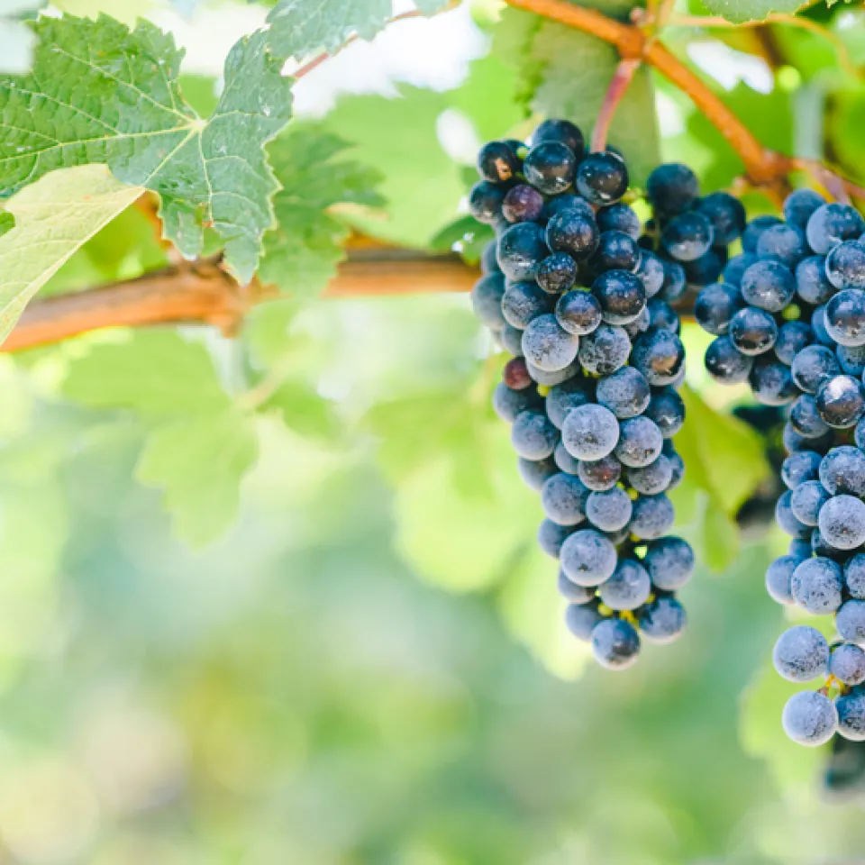 Die Weinrebe ist „Heilpflanze des Jahres 2023“