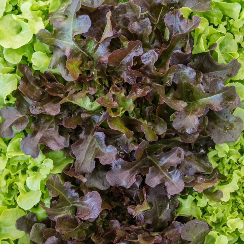 Kraus und lecker: Krullsalat verfeinert Salat-Mix