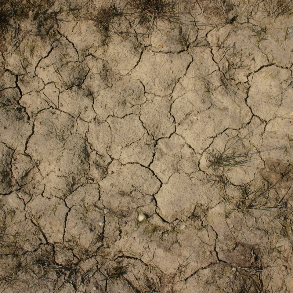 Mehr Bohnen statt Fleisch